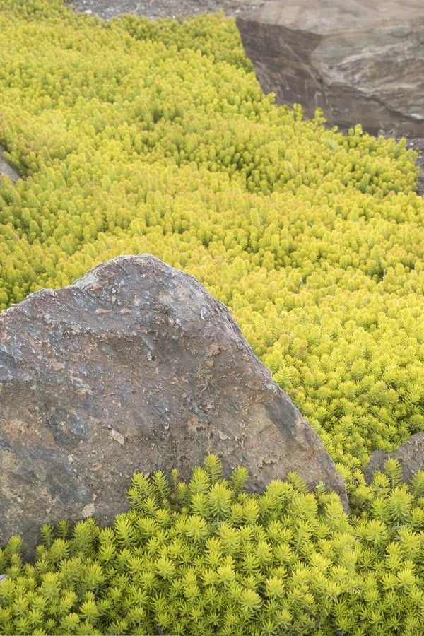 Angelina Sedum - 10 Count Flat Of 4" Pots 8 Angelina Sedum - 10 Count Flat Of 4" Pots - Image 8