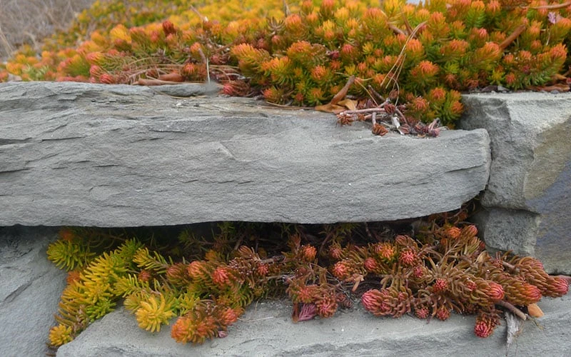 Angelina Sedum - 10 Count Flat Of 4" Pots 7 Angelina Sedum - 10 Count Flat Of 4" Pots - Image 7