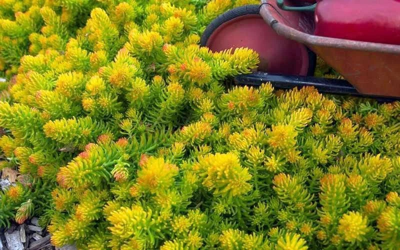 Angelina Sedum - 10 Count Flat Of 4" Pots 6 Angelina Sedum - 10 Count Flat Of 4" Pots - Image 6