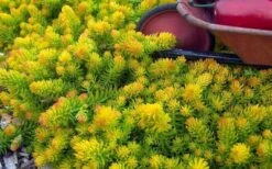 Angelina Sedum - 5 Pack Of 4" Pots -Good Housekeeping Shop Sedum Rupestre Angelina 6