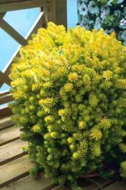 Angelina Sedum - 10 Count Flat Of 4" Pots 13 Angelina Sedum - 10 Count Flat Of 4" Pots -Good Housekeeping Shop Sedum Rupestre Angelina 8 1