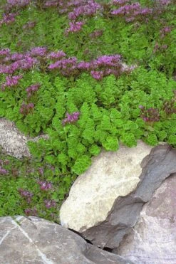 John Creech Sedum - 10 Count Flat Of 4" Pots -Good Housekeeping Shop Sedum Spurium John Creech 1