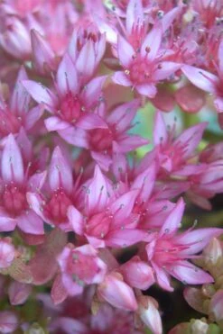 John Creech Sedum - 10 Count Flat Of 4" Pots -Good Housekeeping Shop Sedum Spurium John Creech 4