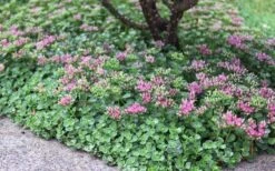 John Creech Sedum - 10 Count Flat Of 4" Pots -Good Housekeeping Shop Sedum Spurium John Creech 6