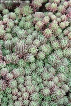 Tiny Buttons Sedum Hispanicum - 10 Pack Of Pint Pots 13 Tiny Buttons Sedum Hispanicum - 10 Pack Of Pint Pots -Good Housekeeping Shop Sedum hispanicum minus tiny buttons 3