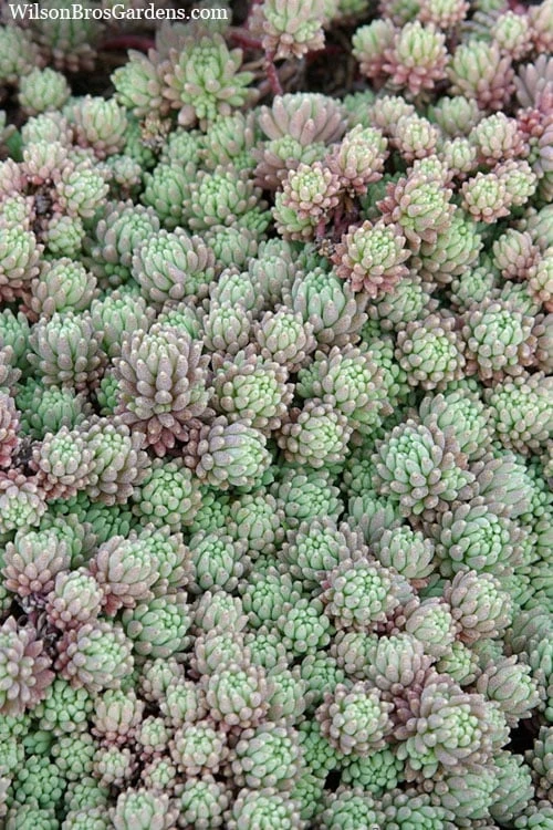 Tiny Buttons Sedum Hispanicum - 10 Pack Of Pint Pots 6 Tiny Buttons Sedum Hispanicum - 10 Pack Of Pint Pots - Image 6