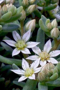 Tiny Buttons Sedum Hispanicum - 10 Pack Of Pint Pots 14 Tiny Buttons Sedum Hispanicum - 10 Pack Of Pint Pots -Good Housekeeping Shop Sedum hispanicum minus tiny buttons 4