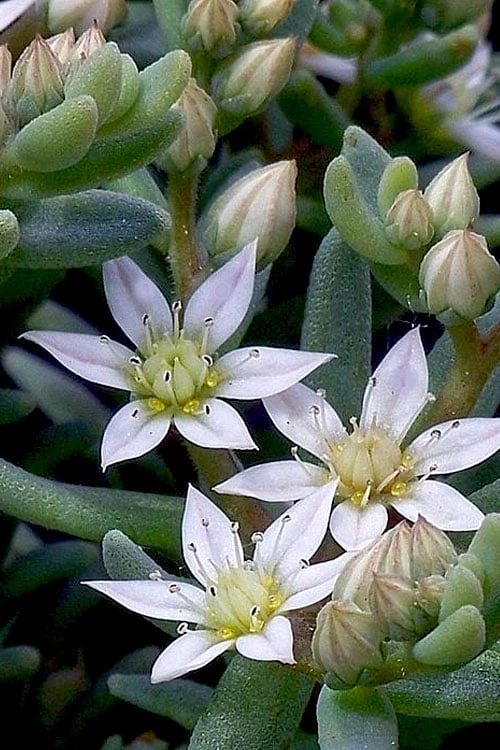 Tiny Buttons Sedum Hispanicum - 10 Pack Of Pint Pots 7 Tiny Buttons Sedum Hispanicum - 10 Pack Of Pint Pots - Image 7