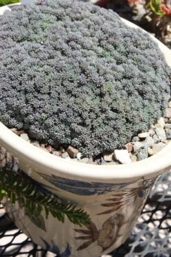 Tiny Buttons Sedum Hispanicum - 10 Pack Of Pint Pots 12 Tiny Buttons Sedum Hispanicum - 10 Pack Of Pint Pots -Good Housekeeping Shop Sedum hispanicum minus tiny buttons 6