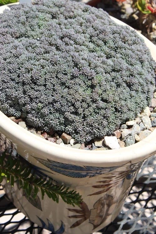 Tiny Buttons Sedum Hispanicum - 10 Pack Of Pint Pots 5 Tiny Buttons Sedum Hispanicum - 10 Pack Of Pint Pots - Image 5