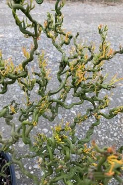 Tiny Dragon Hardy Orange (Poncirus Trifoliata) - 5 Gallon Pot - SALE! -Good Housekeeping Shop Trifoliate Orange Tiny Dragon 1