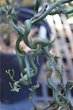 Tiny Dragon Hardy Orange (Poncirus Trifoliata) - 5 Gallon Pot - SALE! -Good Housekeeping Shop Trifoliate Orange Tiny Dragon 2