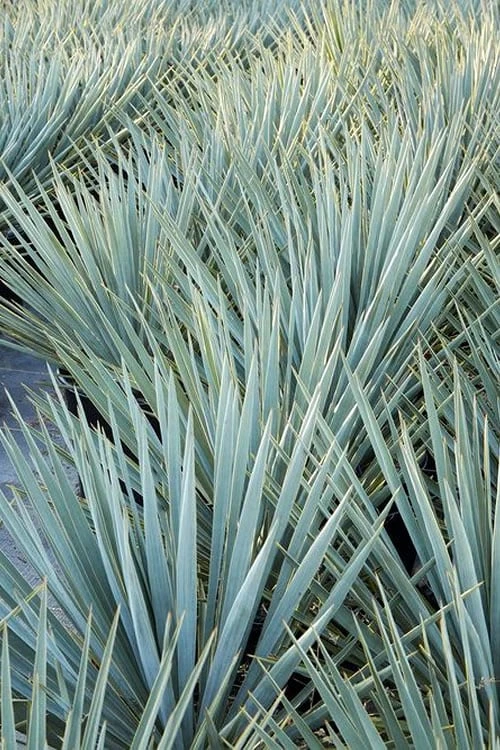 Blue Sentry Yucca - 3 Gallon Pot 6 Blue Sentry Yucca - 3 Gallon Pot - Image 6