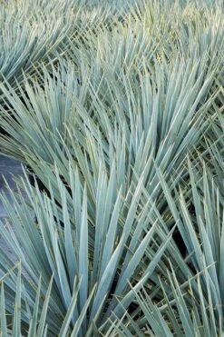 Blue Sentry Yucca - 1 Gallon Pot -Good Housekeeping Shop Yucca Blue Sentry 2