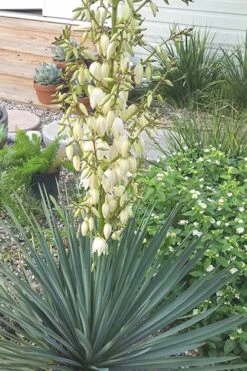 Blue Sentry Yucca - 1 Gallon Pot -Good Housekeeping Shop Yucca Blue Sentry 3
