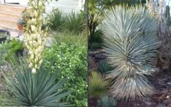 Blue Sentry Yucca - 1 Gallon Pot -Good Housekeeping Shop Yucca Blue Sentry 4
