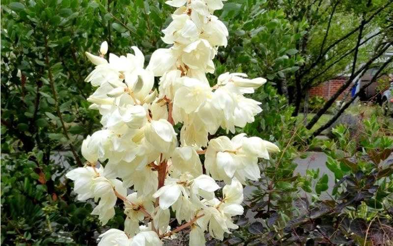 Color Guard Yucca - 1 Gallon Pot 6 Color Guard Yucca - 1 Gallon Pot - Image 6