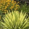 Color Guard Yucca - 1 Gallon Pot
