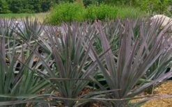 Magenta Magic Yucca - 3 Gallon Pot -Good Housekeeping Shop Yucca Magenta Magic 2