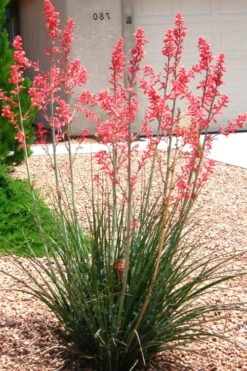 Red Yucca - 3 Gallon Pot 9 Red Yucca - 3 Gallon Pot -Good Housekeeping Shop Yucca Red 6