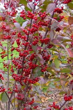 Brilliantissima Aronia (Red Chokeberry) - 3 Gallon Pot -Good Housekeeping Shop aronia arbutifolia brilliantissima red chokeberry 2