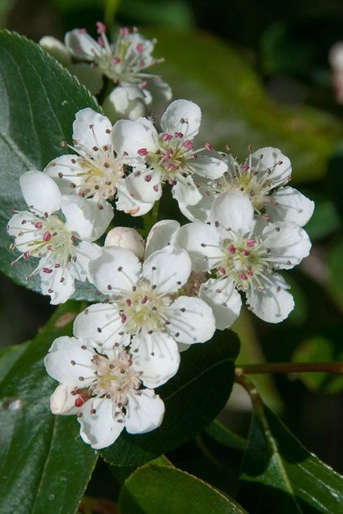 Red Chokeberry (Aronia Arbutifolia) - 3 Gallon Pot 4 Red Chokeberry (Aronia Arbutifolia) - 3 Gallon Pot - Image 4