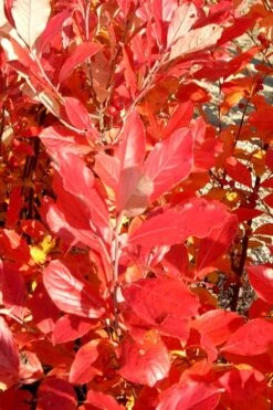 Red Chokeberry (Aronia Arbutifolia) - 3 Pack Of 1.5 Quart Pots -Good Housekeeping Shop aronia arbutifolia red chokeberry 3