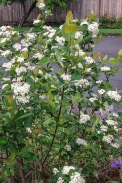 Red Chokeberry (Aronia Arbutifolia) - 1 Gallon Pot -Good Housekeeping Shop aronia arbutifolia red chokeberry 4 1