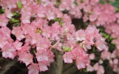 Amy Azalea - 3 Gallon Pot -Good Housekeeping Shop azalea amy 8