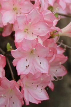 Amy Azalea - 3 Gallon Pot -Good Housekeeping Shop azalea amy 9