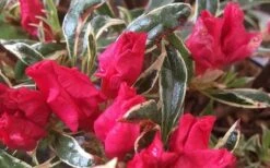 Arctic Rose Azalea - 3 Gallon Pot -Good Housekeeping Shop azalea arctic rose 4