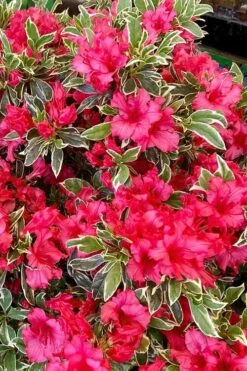 Arctic Rose Azalea - 3 Gallon Pot -Good Housekeeping Shop azalea arctic rose 5