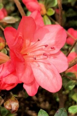 Blaauw's Pink Azalea - 3 Gallon Pot -Good Housekeeping Shop azalea blaauws pink 10