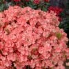 Blaauw's Pink Azalea - 3 Gallon Pot