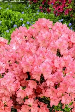 Blaauw's Pink Azalea - 3 Gallon Pot -Good Housekeeping Shop azalea blaauws pink 4