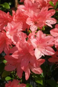 Blaauw's Pink Azalea - 3 Gallon Pot -Good Housekeeping Shop azalea blaauws pink 6