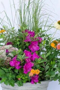 Echo Bloom 'N Again Azalea - 2 Gallon Pot 11 Echo Bloom 'N Again Azalea - 2 Gallon Pot -Good Housekeeping Shop azalea bloom n again augusta echo 4