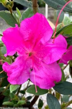 Echo Bloom 'N Again Azalea - 2 Gallon Pot 10 Echo Bloom 'N Again Azalea - 2 Gallon Pot -Good Housekeeping Shop azalea bloom n again augusta echo 7