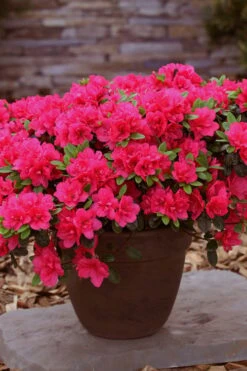 Canzonetta Azalea - 1 Gallon Pot 8 Canzonetta Azalea - 1 Gallon Pot -Good Housekeeping Shop azalea canzonetta 3