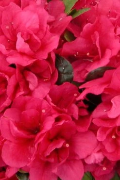 Canzonetta Azalea - 1 Gallon Pot 9 Canzonetta Azalea - 1 Gallon Pot -Good Housekeeping Shop azalea canzonetta 500x750 1