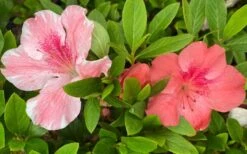 Lady Cavendish Azalea - 1 Gallon Pot 9 Lady Cavendish Azalea - 1 Gallon Pot -Good Housekeeping Shop azalea cavendish 2 1