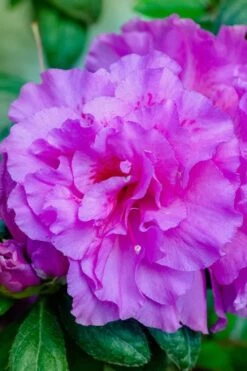 Autumn Majesty Encore Azalea - 3 Gallon Pot -Good Housekeeping Shop azalea encore autumn majesty 12