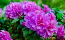 Autumn Majesty Encore Azalea - 3 Gallon Pot -Good Housekeeping Shop azalea encore autumn majesty 13