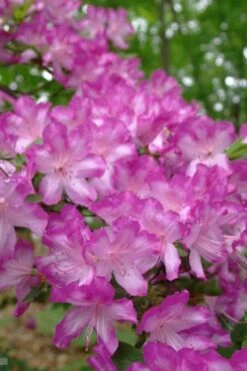 Fawn Azalea - 2 Gallon Pot -Good Housekeeping Shop azalea fawn 6