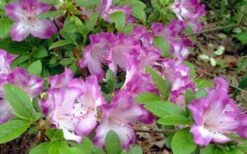 Fawn Azalea - 2 Gallon Pot -Good Housekeeping Shop azalea fawn 7