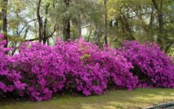 Formosa Southern Indica Azalea - 7 Gallon Pot 9 Formosa Southern Indica Azalea - 7 Gallon Pot -Good Housekeeping Shop azalea formosa hedge