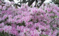 George L. Taber Southern Indica Azalea - 1 Gallon Pot 10 George L. Taber Southern Indica Azalea - 1 Gallon Pot -Good Housekeeping Shop azalea george taber 10