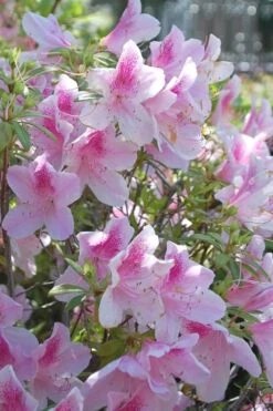George L. Taber Southern Indica Azalea - 1 Gallon Pot 9 George L. Taber Southern Indica Azalea - 1 Gallon Pot -Good Housekeeping Shop azalea george taber 11