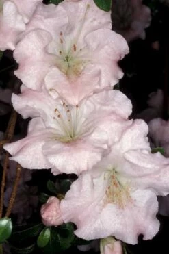 Gwenda Azalea (Robin Hill Hybrid) - 1 Gallon Pot -Good Housekeeping Shop azalea gwenda 6