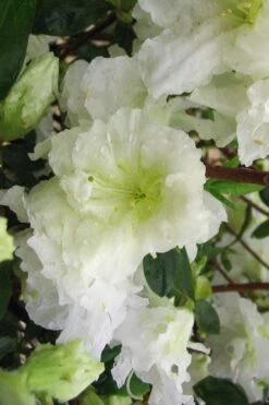 Helen Curtis Azalea - 3 Gallon Pot